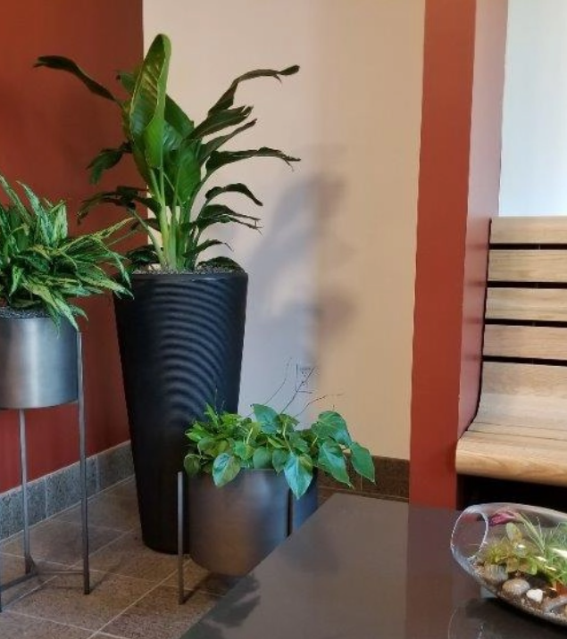 Replica Plants