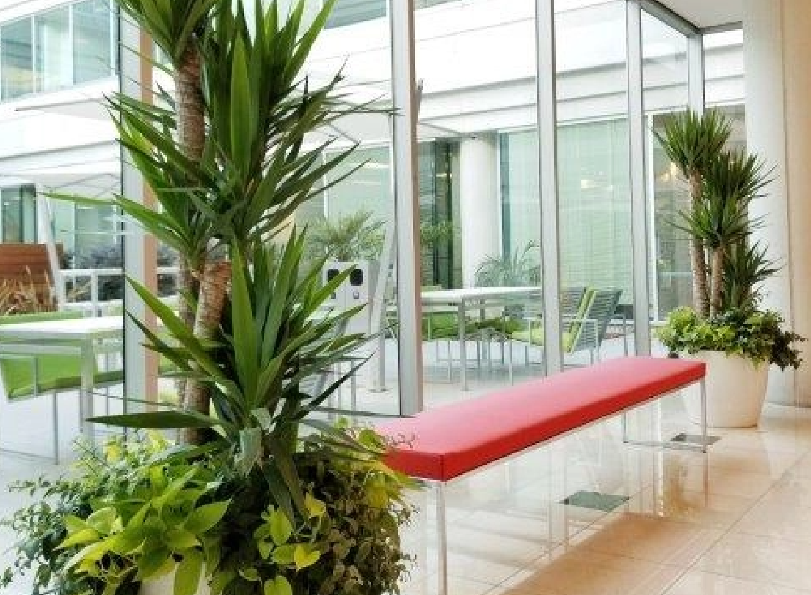 Office Plants